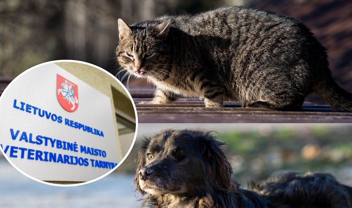 VMVT konfiskavo nelegaliai veisiamus šunis ir kates, gyvūnų nuotraukos asociatyvios