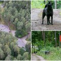 Paslaptinga vila ant ežero kranto: einančius pro šalį pjudo šunimis