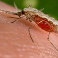Pasaulinė maliarijos diena: skiepų nėra