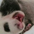 Mielas vaizdelis: Šanchajuje gimusiai pandos jauniklei suėjo mėnuo