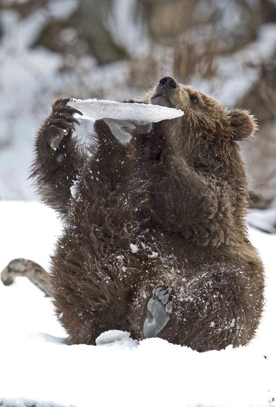 Meškinas žaidžia su ledo luitu. Sergėjaus Ivanovo nuotrauka