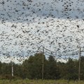 Ūkininkams siūloma kompensuoti už praskrendančių paukščių daromą žalą