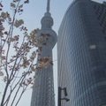 Tokijuje po mėnesio bus atidarytas antras aukščiausias pasaulyje bokštas
