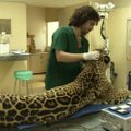 Iš jaguaro paimti mėginiai papildė DNR banką