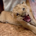 Rusijos zoologijos sode gimė ligrės ir liūto hibridas