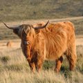 Ilgaplaukės Škotijos karvės Lietuvos laukuose vaikštinėja ir žiemą