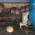 Švedijoje aptiktos nuodams atsparios žiurkės