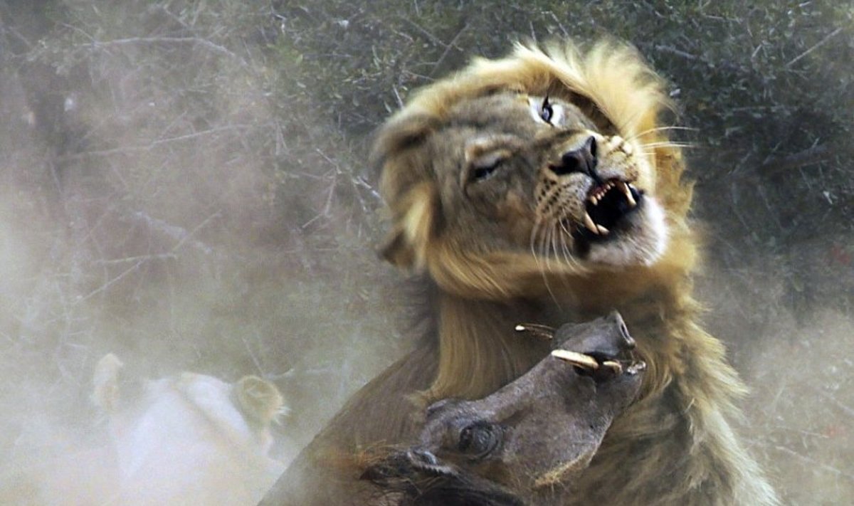 Liūto ir afrikinio karpočio kova