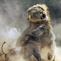 Žūtbūtinė kova Pietų Afrikos dulkėse: žioploka laukinė kiaulė prieš džiunglių karalių