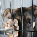 Sudie, Bobikai: penkios priežastys atiduoti gyvūną į prieglaudą
