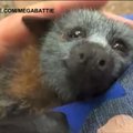 Nufilmuota, kaip kutenamas cypia šikšnosparnio jauniklis