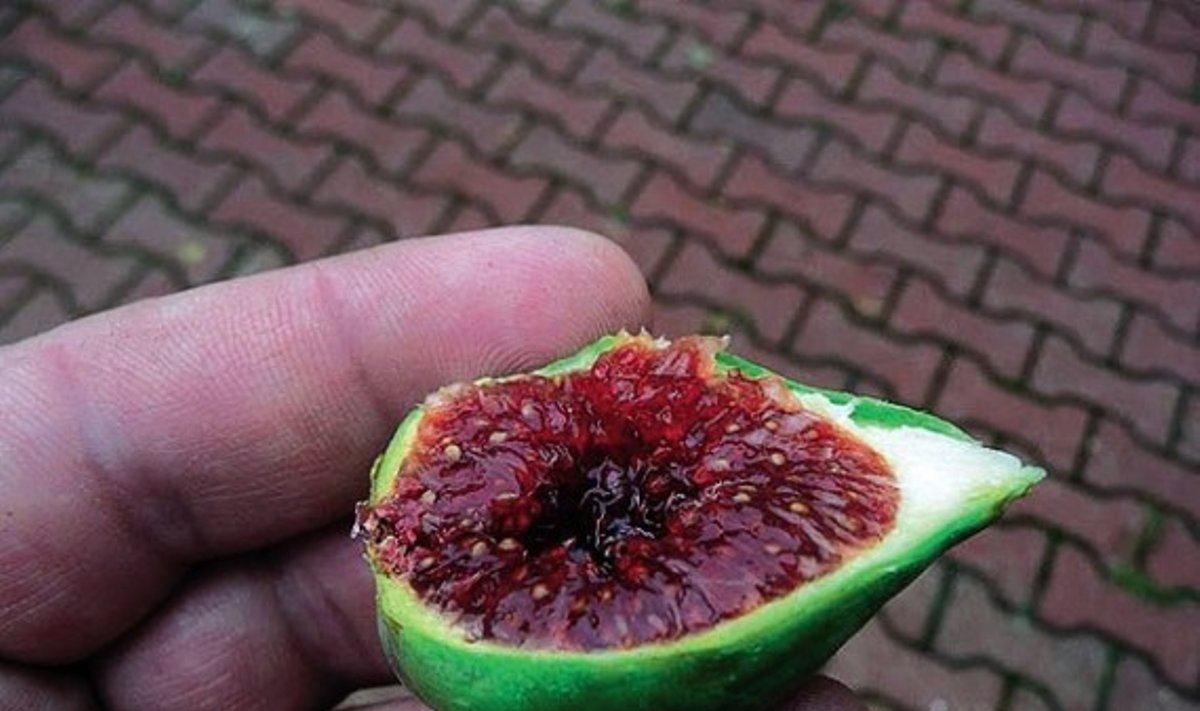 Kokios skonio paties išaugintos figos?