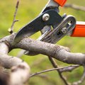 Kaip genėti medžius ir krūmus, kad neprisidarytumėte bėdų: svarbiausios taisyklės