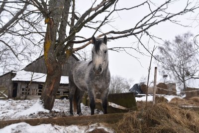Olgos Choroškovos arklių prieglauda