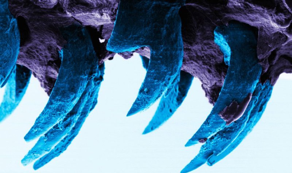 Moliuskų dantys - tvirčiausia žinoma biologinės kilmės medžiaga (Portsmuto universiteto nuotr.)