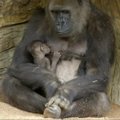 Po Cezario pjūvio gimusi goriliukė mėgavosi lankytojų dėmesiu