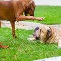 10 patarimų, kaip spręsti šuns elgesio problemas