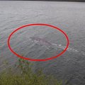 Detektyvo verta istorija: pasirodė nauja Loch Neso ežero pabaisos nuotrauka – kilo ažiotažas