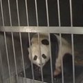 Kinijoje panda apvaisinta dirbtiniu būdu