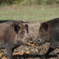 Afrikinio kiaulių maro užkrato zonose jau kyla tvora