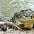 Agresyvus krokodilas nacionaliniame parke užpuolė du vaikus, vienas jų žuvo