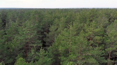 Lietuvos miškuose kasmet pasodina 30 mln. sodmenų