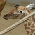 Belgijos zoologijos sode pirmuosius žingsnius žengė savaitės žirafa