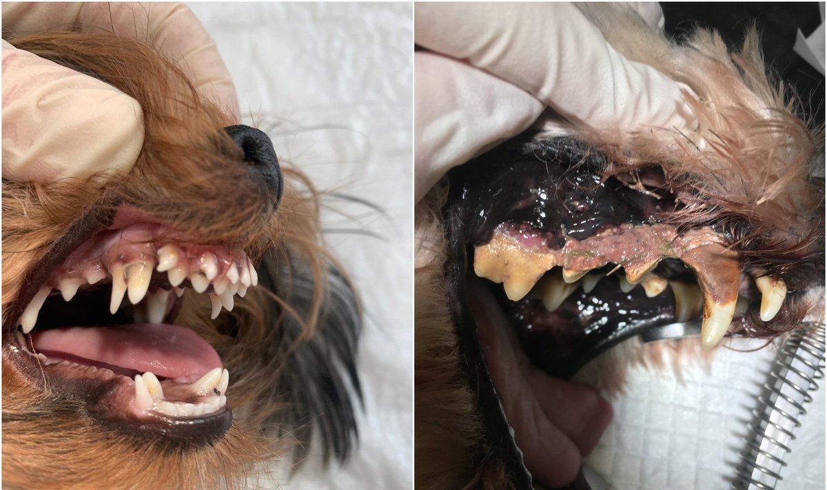 Šunų dantų ligos