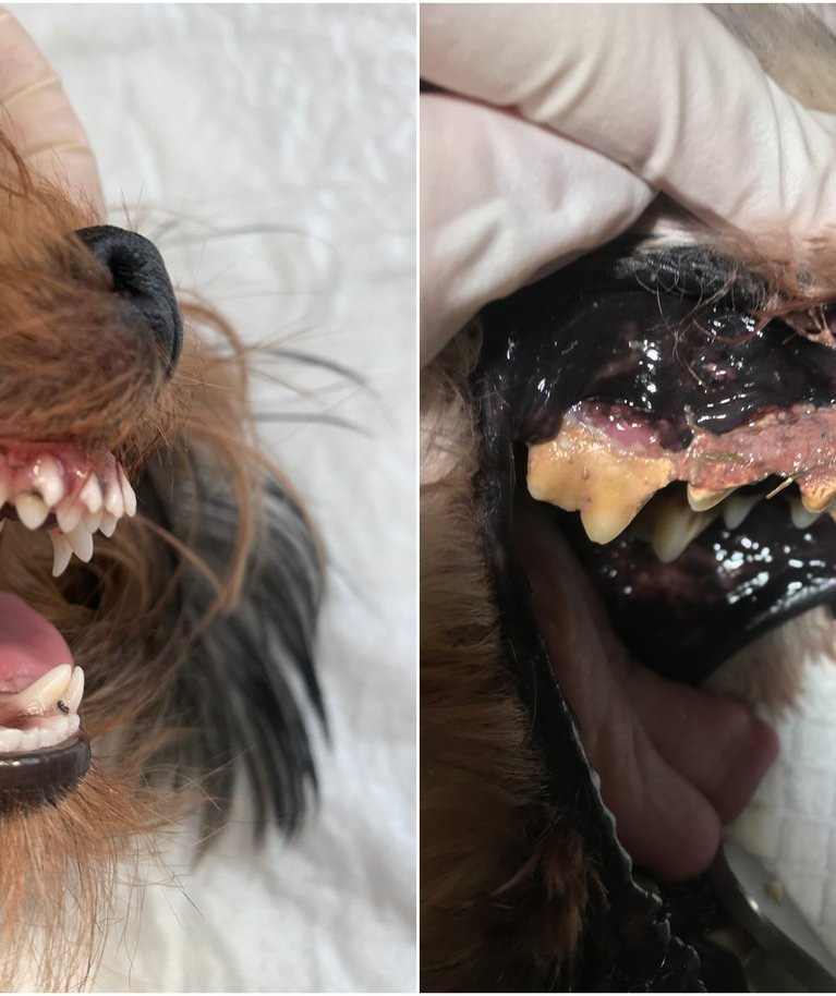 Šunų dantų ligos