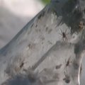 Po liūčių ir potvynio dalis Argentinos paskendo vorų tinkluose
