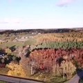 Nepraleiskite progos pamatyti: rudenėjantys miškai suformavo Lietuvos trispalvę