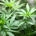 Lithuanian politicians unlikely to legalize marijuana