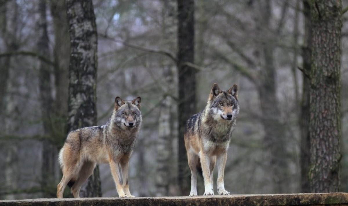 Nuo trečiadienio įsigaliojo aplinkos ministro Gedimino Kazlausko įsakymas, pagal kurį vilkų medžioklė 2011–2012 metų sezono metu nutraukiama išnaudojus 5 vilkų medžioklės kvotą šiam sezonui.