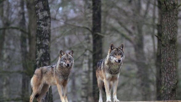 Šiemet vilkų sąskaitoje - mažiausiai 105 naminiai gyvuliai