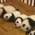 Kinijoje visuomenei pristatyti 14 pandų jauniklių