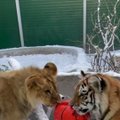 Trikojo liūtuko, tigriukų ir šuns draugystė Irkutsko zoologijos sode