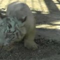 Į baseiną įkritusį baltojo tigro jauniklį gelbėjo jo broliai