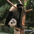 Nufilmuota, kaip pandos jaunikliai leidžia laiką pandų vaikų darželyje