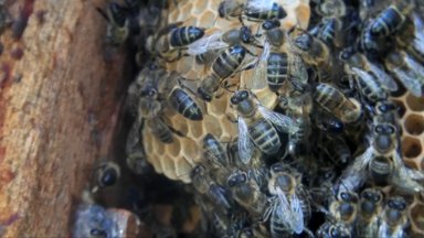 Į Lietuvos raudonąją knygą įtrauktas vietinių bičių porūšis