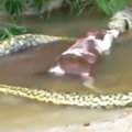 Karvę atryjanti anakonda – apgaulinga interneto sensacija?