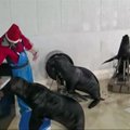 Jūrų liūtų trio Japonijoje atliko kalėdinę dainą