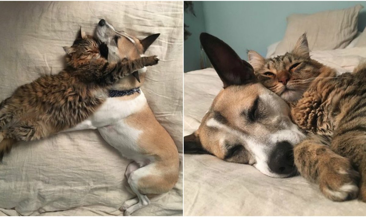 Kalytės ir katės draugystė