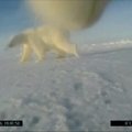 Prie lokių pritaisytos kameros fiksavo kiekvieną jų žingsnį Arktyje
