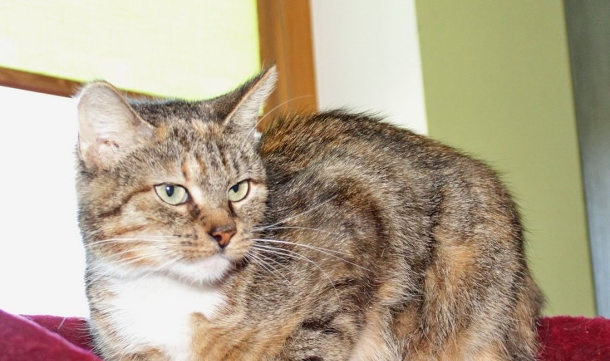 Rusnė ir Viltė - dvi mielos katytės ieškančios namų