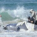 Gelbėtojai padėjo į krantą išmestam  kuprotojo banginio mažyliui