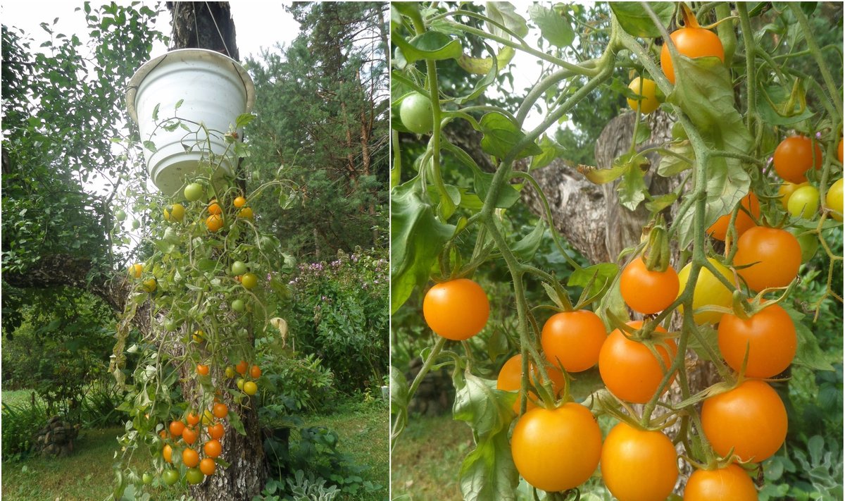 Pomidorai vazonuose