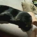Ant sofos namuose Naujojoje Zelandijoje aptiktas besiilsintis ruoniukas