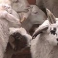 Dėl genetinės mutacijos Kinijoje gimė avinas su keturiais ragais