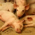 Kiaulių augintojai: šokiruojanti tiesa apie kiaulių auginimą