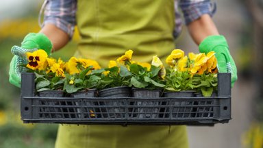 Gėlių prekeiviai jau imasi prekybos: vėliau kaina turėtų augti